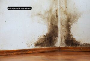common causes of basement mold